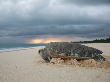 Grüne Meeresschildkröte nach der Eiablage im Morgengrauen (Selaut Besar)