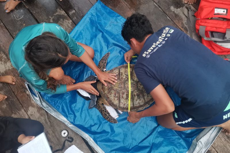 Erfassung biometrischer Daten einer grünen Meeresschildkröte, Banggai, Indonesien