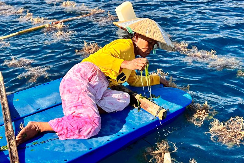 Frau auf Floß in Wasser pflegt die Rotalgen-Zucht