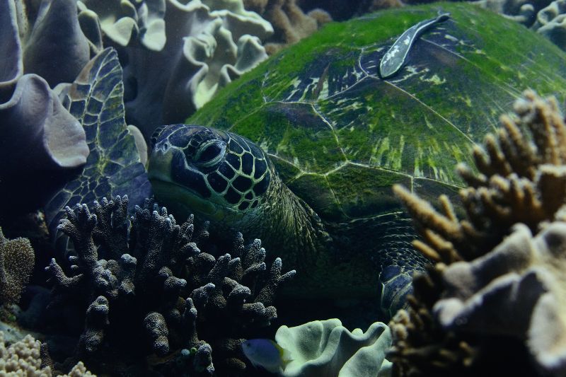 Green Sea Turtle underwater (Indonesia)