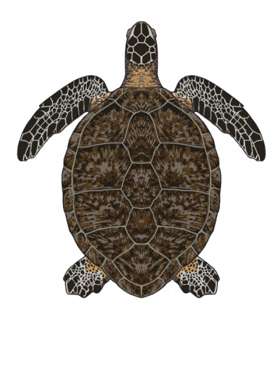 Sea turtles: species portraits | Turtle Foundation