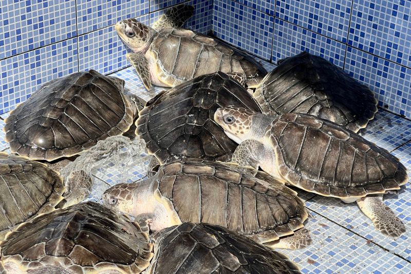 Juvenile Olive-Ridley-Meeresschildköten in Aufzuchtstation in Sanur, Bali (Indonesien)