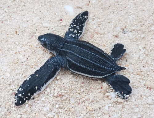 New conservation project for leatherback turtles on Nias