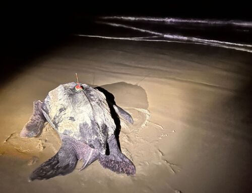 Lederschildkröten-Updates aus Sumatra