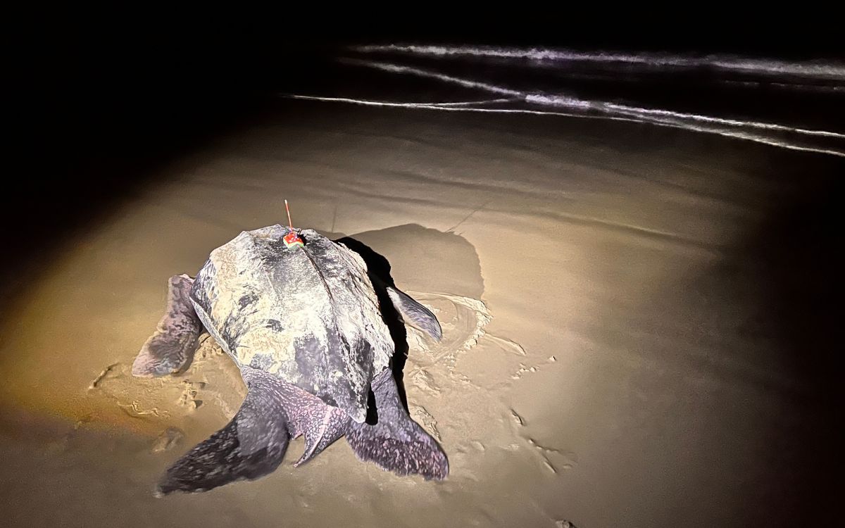 Mit Satellitentransmitter versehen Lederschildkröte auf dem Weg zurück ins Meer