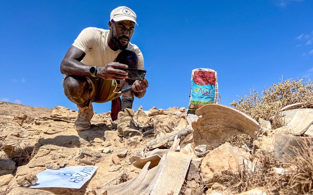 Adilson Monteiro beim Erfassen von Schildkrötenknochen (Boa Vista, Kap Verde) | © Thomas Reischig