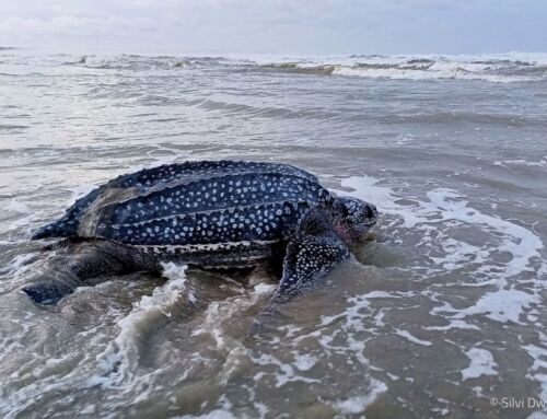 Leatherback turtles in the north-east Indian Ocean