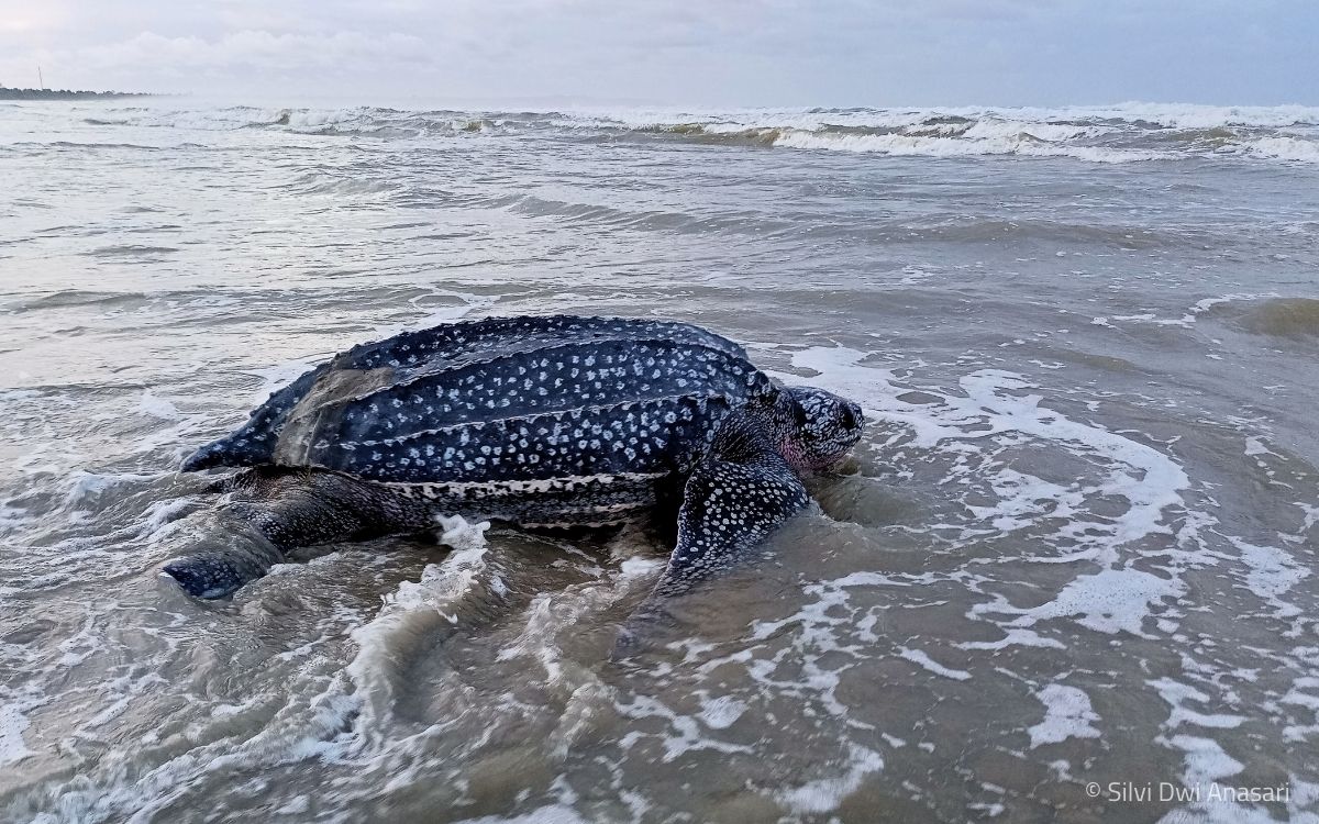 Lederschildkröten-Weibchen auf dem Rückweg ins Wasser (Simeulue, Indonesien) © Silvi Dwi Anasari