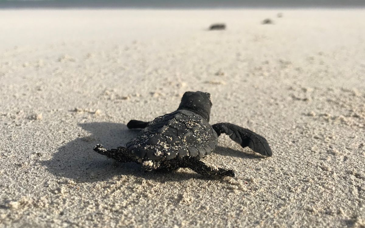 Jungtier einer Unechten Karettschildkröte am Strand auf Boa Vista