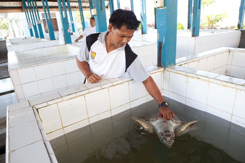 Olive-Ridley-Meeresschildkröte in einem kleinen Becken in einer Headstarting-Anlage, Indonesien