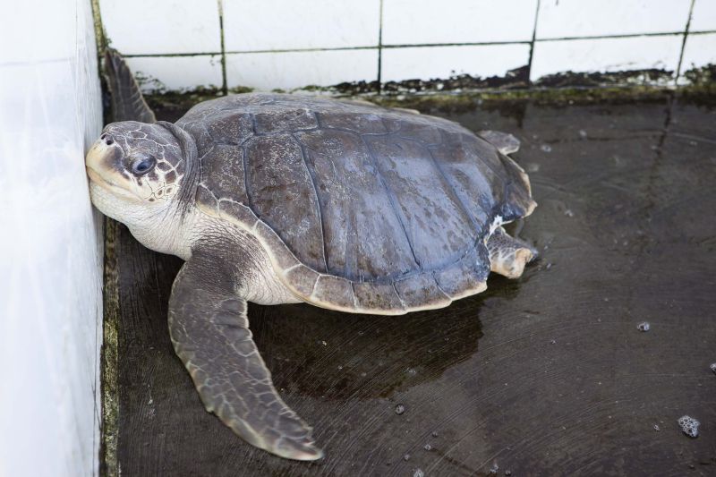 Olive-Ridley-Meeresschildkröte mit verstümmelten Gliedmaßen in einer Aufzuchtstation in West-Sumatra