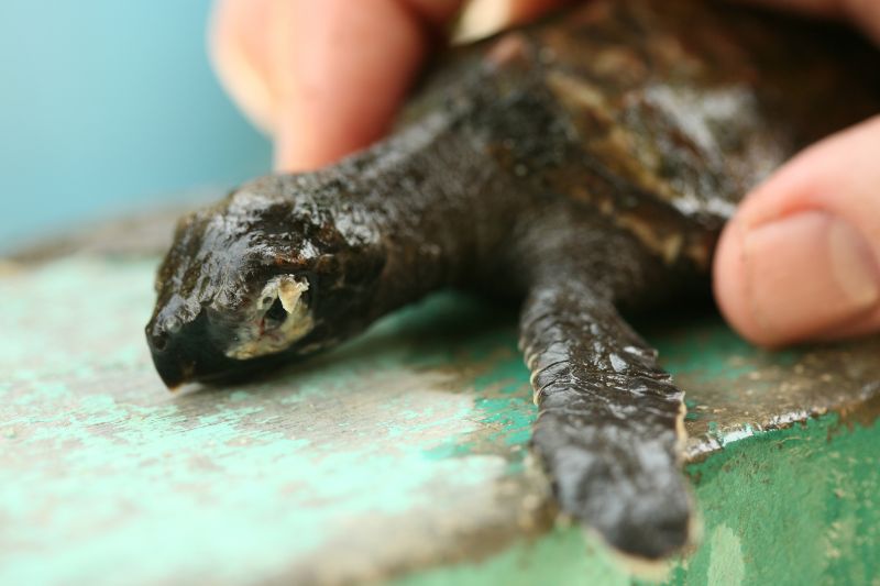 Meeresschildkröten-Schlüpfling mit Augeninfektion in einer Headstarting-Anlage in Pulau Seribu, Indonesien