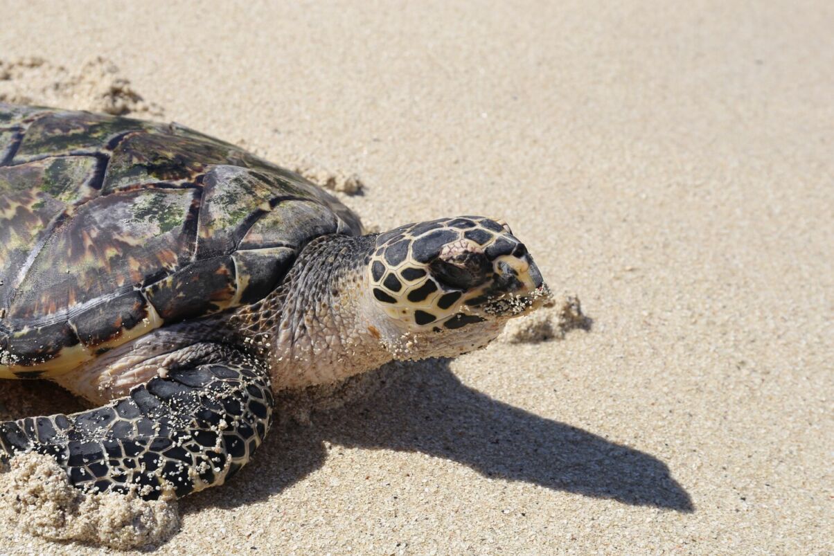 Symbolic adoption of a sea turtle | Turtle Foundation