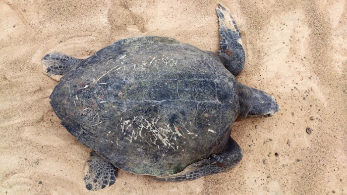 First report of olive ridley sea turtle nesting on Boa Vista! | Turtle ...