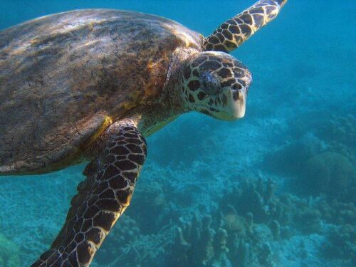 The Benefits of Marine Protected Areas | Turtle Foundation