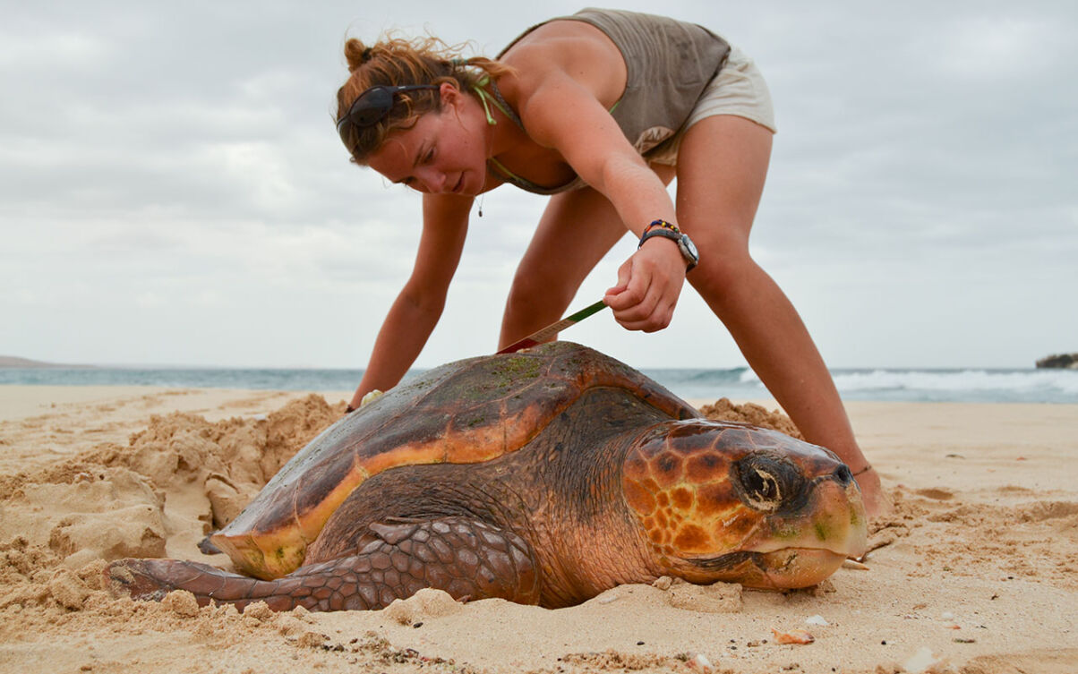 Volunteering in sea turtle conservation